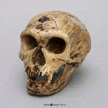 Load image into Gallery viewer, Neanderthal La Chappelle aux Saints cranium replica Full-size reconstruction cast reconstruction