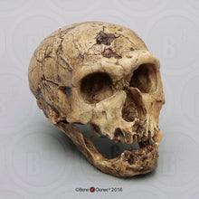 Cargar imagen en el visor de la galería, Neanderthal La Chappelle aux Saints cranium replica Full-size reconstruction cast reconstruction