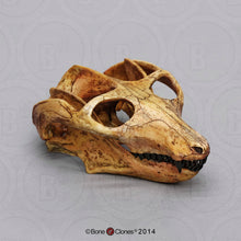 Laden Sie das Bild in den Galerie-Viewer, Cynodont - Probainognathus jenseni Skull cast replica