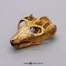 Charger l&#39;image dans la galerie, Cynodont - Probainognathus jenseni Skull cast replica