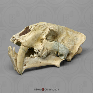 Megantereon nihowanensis Skull cast replica reproduction 2023