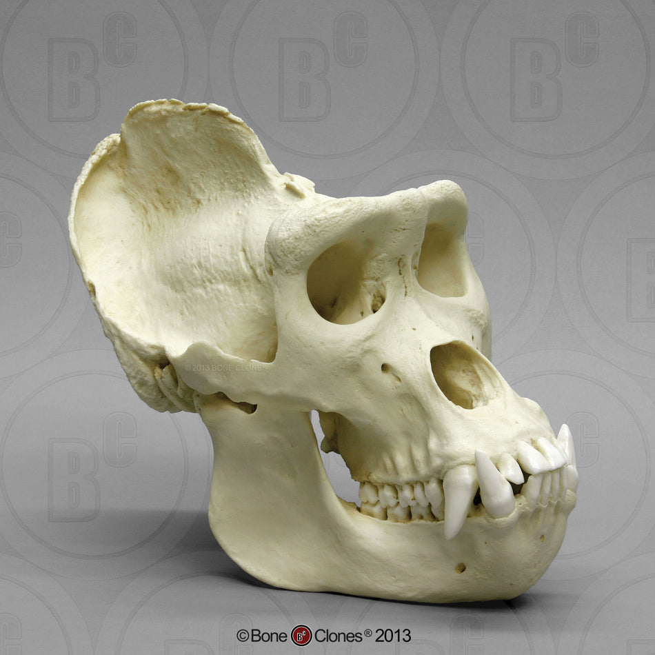 Gorilla Skull cast replica BC-036 updated 2023