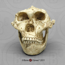 画像をギャラリービューアに読み込む, SK-48 Hominid skull cast replica