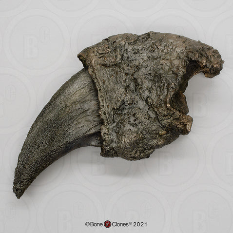 Eremotherium Ground Sloth claw cast replica