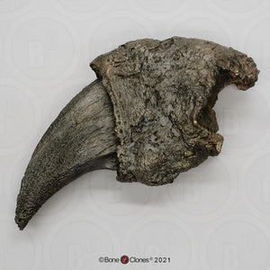Eremotherium Ground Sloth claw cast replica with stand