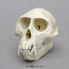 Cargar imagen en el visor de la galería, Vervet Monkey skull cast replica Life cast