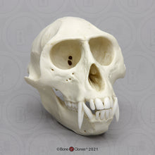 Laden Sie das Bild in den Galerie-Viewer, Vervet Monkey skull cast replica Life cast