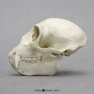 Vervet Monkey skull cast replica Life cast