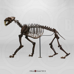 Smilodon: Smilodon skeleton