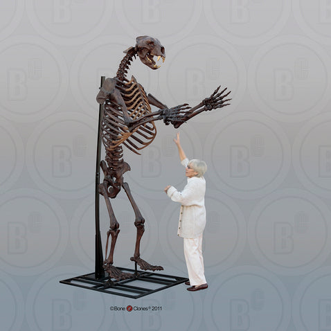 Bear: Arctodus Short Faced Bear skeleton fossil cast replica Updated 2023