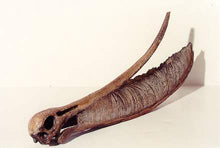 Laden Sie das Bild in den Galerie-Viewer, Pterodaustro model skull cast Replica Reproduction