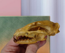 Charger l&#39;image dans la galerie, Hesperocyon gregarius skull cast replica (item #RF012)