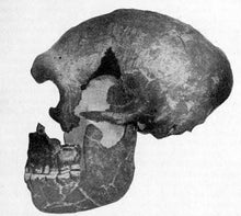 Cargar imagen en el visor de la galería, La Quina Neanderthal Hominid skull cast replicas