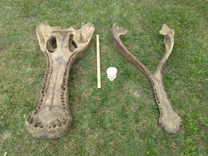 Sarcosuchus imperator Supercroc Skull cast replica