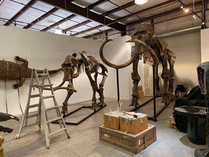 Mammoth: Real Fossil Mammoth Skeleton for sale
