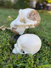 Cargar imagen en el visor de la galería, Meganthropus skull cast reconstruction 2023 price