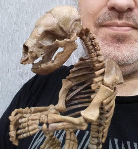 Cave Bear Fetal Skeleton