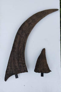 Woolly Rhino horns cast replicas