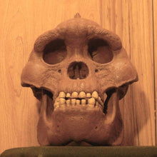 Load image into Gallery viewer, Bigfoot Skull Cast Artistic Interpretation by Master artist.