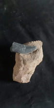 Load image into Gallery viewer, Tyrannosaurus Rex T.rex tooth cast replica T-rex