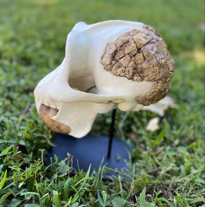 Meganthropus skull cast reconstruction 2023 price