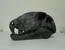 Laden Sie das Bild in den Galerie-Viewer, Dimetrodon skull cast replica #1
