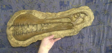 Laden Sie das Bild in den Galerie-Viewer, Tropeognathus Skull Plaque (model cast Replica Reproduction