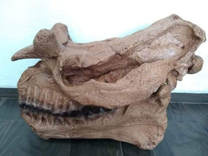Brontotherium skull cast replica Brontops Titanothere Brontotheriidae