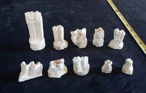 Horse teeth cast replicas (Teaching quality) Unpainted