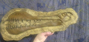 Tropeognathus Skull Plaque (model cast Replica Reproduction