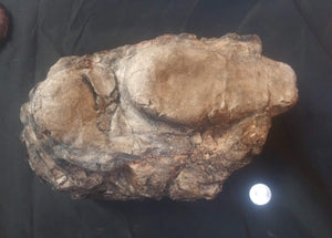 Velociraptor egg nest Dinosaur fossil egg cast for sale Replica Dinosaur Reproductions