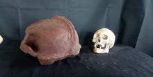 Load image into Gallery viewer, Bigfoot Skull Cast Artistic Interpretation by Master artist ( top of skull only).