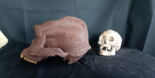 Cargar imagen en el visor de la galería, Bigfoot Skull Cast Artistic Interpretation by Master artist ( top of skull only).