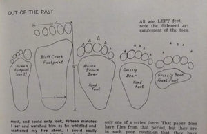 Bear: Footprint Adult Polar Bear footprint cast replica