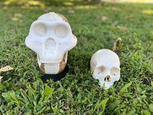 画像をギャラリービューアに読み込む, Meganthropus skull cast reconstruction 2023 price