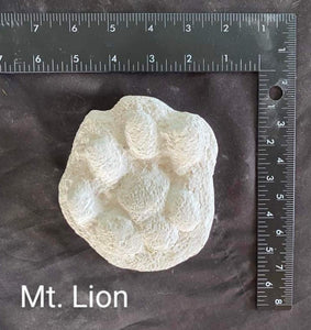 Mountain Lion (Cougar) footprint cast replica Mt Lion