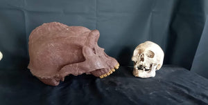 Bigfoot Skull Cast Artistic Interpretation by Master artist ( top of skull only).