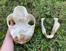 Laden Sie das Bild in den Galerie-Viewer, Meganthropus skull cast reconstruction 2023 price