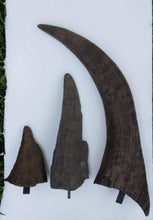 画像をギャラリービューアに読み込む, Woolly Rhino horns cast replicas