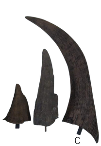 Woolly Rhino horns cast replicas