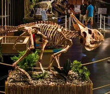 Laden Sie das Bild in den Galerie-Viewer, Protoceratops skeleton cast replica