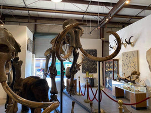 Mammoth: Real Fossil Mammoth Skeleton for sale