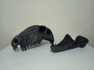 Dimetrodon skull cast replica #1