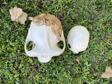 Laden Sie das Bild in den Galerie-Viewer, Meganthropus skull cast reconstruction 2023 price
