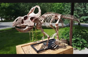 Protoceratops skeleton cast replica