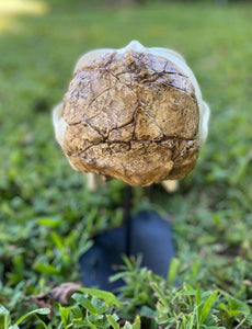 Meganthropus skull cast reconstruction 2023 price
