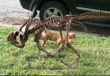 Load image into Gallery viewer, Protoceratops skeleton cast replica