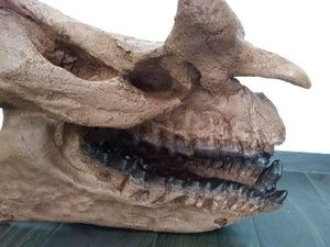 Brontotherium skull cast replica Brontops Titanothere Brontotheriidae