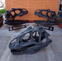 Load image into Gallery viewer, Discounted Allosaurus skull cast replica Dinosaur
