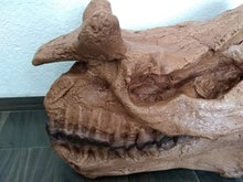 Cargar imagen en el visor de la galería, Brontotherium skull cast replica Brontops Titanothere Brontotheriidae